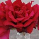 extrait-rose
